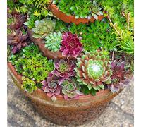 Sempervivum Mix - 10 plantes | succulentes d'intérieur poule et poussin | 5-15cm avec pot