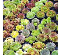 Sempervivum Mix GardenersDream - Lot de 5 Plantes Grasses - Succulentes Naturelles en Pot de 5-15 cm - Résistantes en Hiver - Plantes d'Intérieur et d'Extérieur - Décoration Intérieure Maison