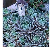 Sempervivum Pacific Blue Glaçon - Froid - 3 a 9 Gallina Succulente E Pulcino