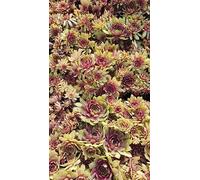 Sempervivum PINK POMELO BIGSAM® 'Tesoro' / Joubarbe à rosette rose/Godet/Succulente