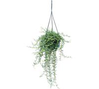 Senecio hallianus Ampelpflanze - Curio hallianus au feu de circulation 14cm - suspendu