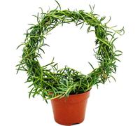 Senecio radicans - Collier de bananes - sur l'arc rond pot de 15cm