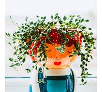 Senecio Rowleyanus - Plante Collier de perles | Succulente d’intérieur en pot 20-30 cm