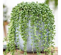Senecio Rowleyanus retombant - Plante Collier de perles | Succulente d’intérieur en pot (20-30 cm de hauteur, pot inclus)