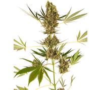 Sensi Seeds Graines De Cannabis Alpine Delight ® Automatic Féminisée, 3-10 Pcs 3 Paires.