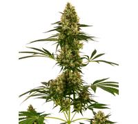 Sensi Seeds Graines De Cannabis Blue Bullet Automatic® Féminisées, 3 À 10 Unités 5 Pièces