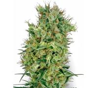 Sensi Seeds Graines De Cannabis Cali Orange Bud Regular De White Label, 10 Pcs