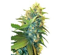 Sensi Seeds Graines De Cannabis Double Cake Féminisées, 3-10 Pcs 10 Pièces