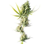 Sensi Seeds Graines De Cannabis Durban® Régulières, 10 Pcs