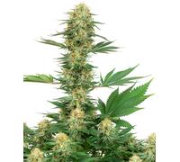 Sensi Seeds Graines De Cannabis Gelato #420 Féminisées Par White Label, 3-10 Pcs 10 Pièces
