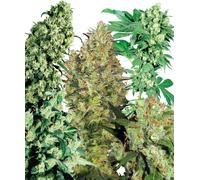 Sensi Seeds Graines De Cannabis Indoor Mix® Regular, 25 Pcs