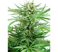 Sensi Seeds Graines De Cannabis Papi Chulo Og Féminisées, 3 À 10 Pièces 5 Pièces