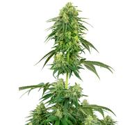 Sensi Seeds Graines De Cannabis Strawberry Féminisées Par White Label, 3-10 Pcs 10 Pièces