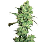 Sensi Seeds Graines De Cannabis Super Skunk Féminisées Par White Label, 3-10 Pcs 10 Pièces
