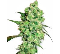 Sensi Seeds Graines De Cannabis Super Skunk Regular De White Label, 10 Pcs