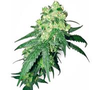 Sensi Seeds Graines De Cannabis White Rhino Regular De White Label, 10 Pcs