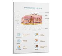 Sensory Receptors Poster Skin Structure Educational Beauty Salon Guide | Explore how different nerve endings detect pressure vibration temperature and pain through(Unframed,12x18inch(30x45cm))