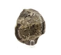 SEPTARIA - Pierre Naturelle en Provenance de France, Condorcet, Drôme, Auvergne-Rhône-Alpes - Cristal de guérison et de protection, fossile marin, 1222.0 ct - Certificat d'Authenticité Inclus 65 x 60