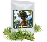 Séquoia Géant 25 Graines/Sequoiadendron Giganteum/Le Plus Gros Arbre Du Monde