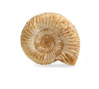 Serafino Véritable ammonite de Madagascar Fossil 150 millions d'années. Véritable fossile du Jurassique 3,2 - 4,4 cm - Fossile de Madagascar - Cadeau idéal