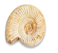 Serafino Véritable ammonite fossile de Madagascar 150 millions d'années ! Fossile Jurassique véritable 2,5-3,8 cm Fossile de Madagascar Cadeau idéal pour la collection d'éducation scientifique