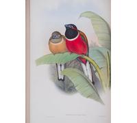 SERENDIPITP Image sur Toile Art Imprimé Image Art Mural en Toile Animal Bird Harpactes Kasumba Plate From the Birds of Great Britain par John Gould Pour les Décorations pour la Maison 60x90cm