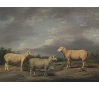 SERENDIPITP Image sur Toile Art Imprimé Image Art Mural en Toile Ryelands Sheep the King's Ram the King's Ewe and Lord Somerville's Wether by Famous Artist Pour les Décorations pour la Maison 60x90cm