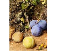 SERENDIPITP Peinture Poster Impression Tableaux Graffiti Art Mural Nature mortereines claudes etprunes sur un banc moussu par William Henry Hunt Pour la Décoration Murale 60x90cm