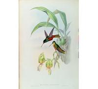 SERENDIPITP Portrait Tableaux Tableau Toile Affiches d'Art Animal Bird à front étoilé de Bonaparte par John Gould Peinture Décorative sur Toile Pour la Décoration Murale 60x90cm