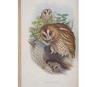 SERENDIPITP Portrait Tableaux Tableau Toile Affiches d'Art Animal Bird Syrnium Aluco Plate From the Birds of Great Britain par John Gould Pour la Décoration Murale 60x90cm
