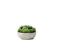 Serene Spaces Living Echeveria Mélange de plantes grasses dans un bol, parfait pour les mariages et la décoration de la maison, aspect réaliste pour la décoration, mesure 25,4 cm de diamètre x 17,8 cm