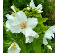 Seringat - Philadelphus Belle Etoile 3L