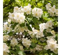 Seringat - Philadelphus Coronarius 3l - Plante En Pot - Floraison Mai-juin - Couleur de la Fleur