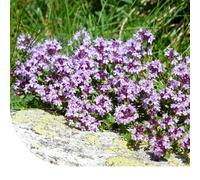 Serpolet Thymus serpyllum - 200.000 graines (100 grammes) - Plante vivace couvre-sol - Vivace et indigène - Magnifiques fleurs rose-rouge/pourpre