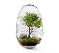 Design House Stockholm Serre Grow L transparent H x Ø 32x20cm