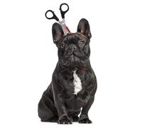 Serre-tête amusant pour animal de compagnie - Ciseaux sanglants effrayants - Chapeau pour chiens et chats - Décoration de fête d'Halloween