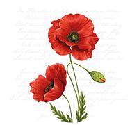 Serviette « Coquelicot lumineux » 20 pièces
