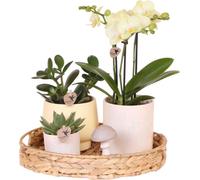 Set cadeau - Orchidée Phalaenopsis jaune & plantes vertes - Cache-pots en céramique pastel - Plateau en bambou - Décoration printanière & cadeau de Pâques