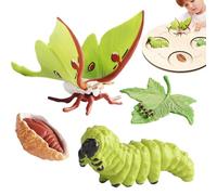 Set Cycle de Vie Figurines - 50g Jouet éducatif | matériau PP stades Croissance Insectes réalistes | modèles biologie Peints à la Main école et déco Jardin