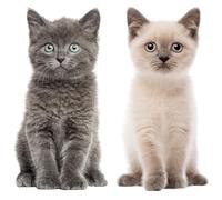 Set d’images pour fenêtre bébé chat I grande taille réaliste I imprimé des deux côtés I autocollant pour fenêtre I adhésif statique I protection oiseaux I repositionnable I dv978