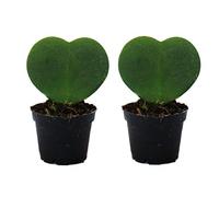 Set de 2 plantes Hoya kerii - feuille de coeur, plante de coeur ou petite chérie - en pot de 6cm
