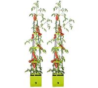 Royal Gardineer : Set de 2 pots de fleur à étages avec réservoir 2,5 L G