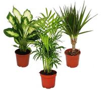 Set de 3, 1x Dieffenbachia, 1x Chamaedorea (palmier de montagne) 1x Dracena marginata (arbre dragon), 10-12cm pot
