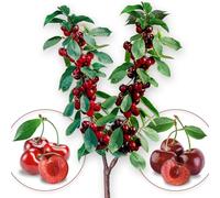 Set de 3 Arbres fruitiers Duo de Cerise/Pomme/Poire - Convient aux balcons, terrasses et petits jardins - Convient aux pots et à la terre