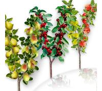 Set de 3 Arbres fruitiers Duo de Cerise/Pomme/Poire - Convient aux balcons, terrasses et petits jardins - Convient aux pots et à la terre