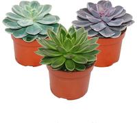 Set de 3 Echeveriens différents dans un pot de 12cm
