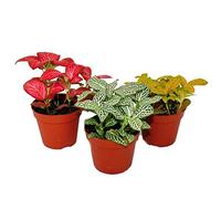 Set de 3 Fittonia de couleurs différentes, feuille en filet argenté, plante mosaïque, pot de 9cm