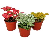 Set de 3 Fittonia de couleurs différentes, feuille en filet argenté, plante mosaïque, pot de 9cm