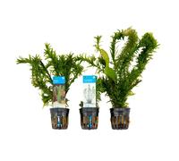 Set de 3 - Plantes d'aquarium véritables - Accessoires d'aquarium - Hauteur 15-20 cm