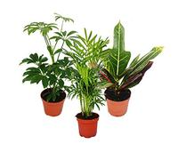 Set de 3 plantes d'intérieur - type 1-9cm